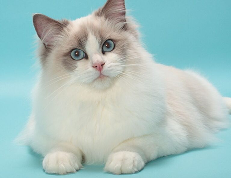 fixtures today sffarebaseball by sportsfanfare