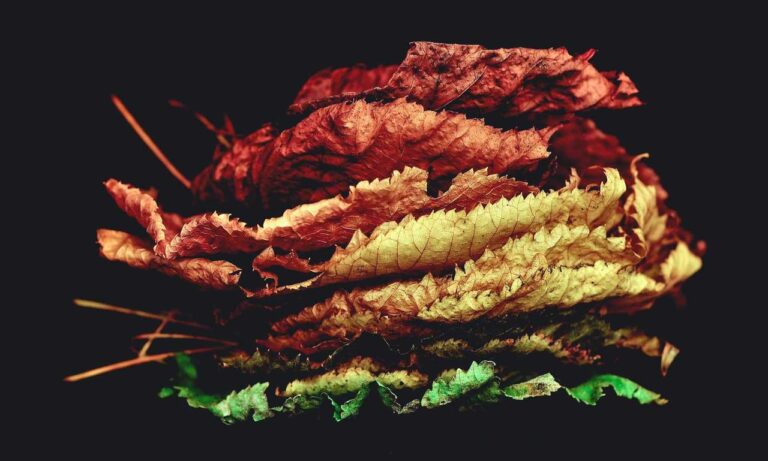 game results today sffaresports