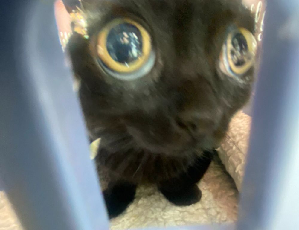 how to get feduspray home air freshener spray