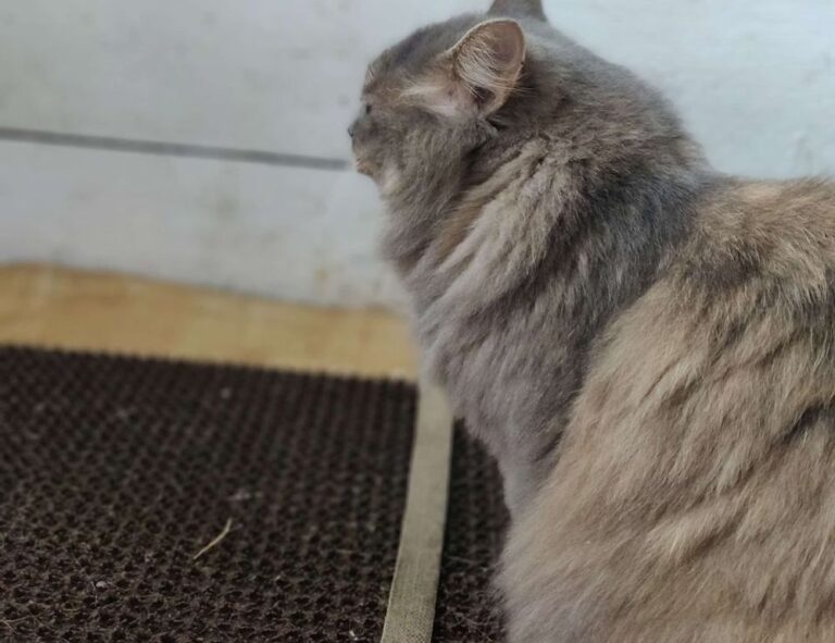 how to keep your gym pest free fntkgym