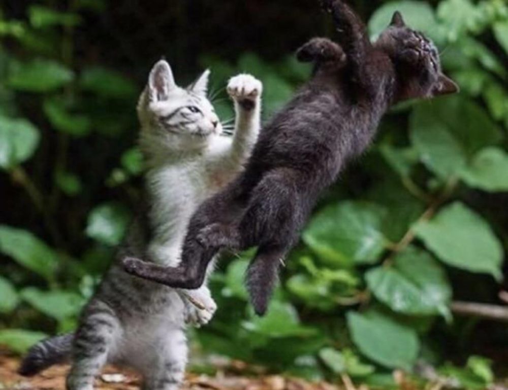 is mopfell78 the most demanding game for pc