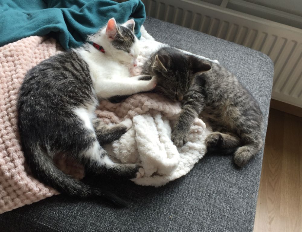 sffarebaseball results