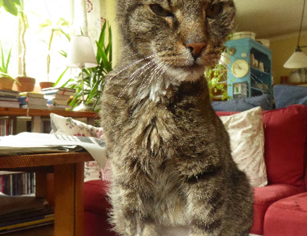 sffarebaseball upcoming fixtures