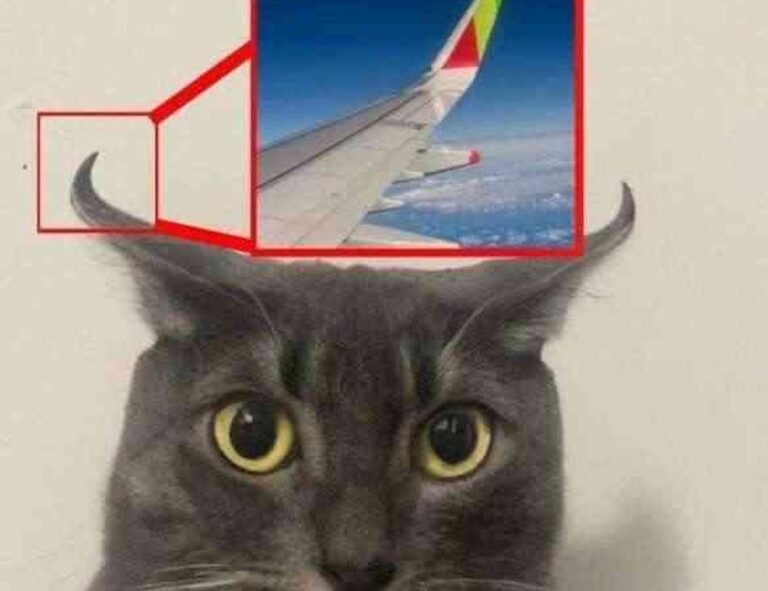 sffareboxing fixtures from sportsfanfare