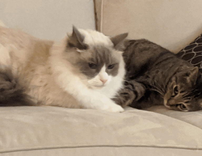 sffareboxing fixtures today