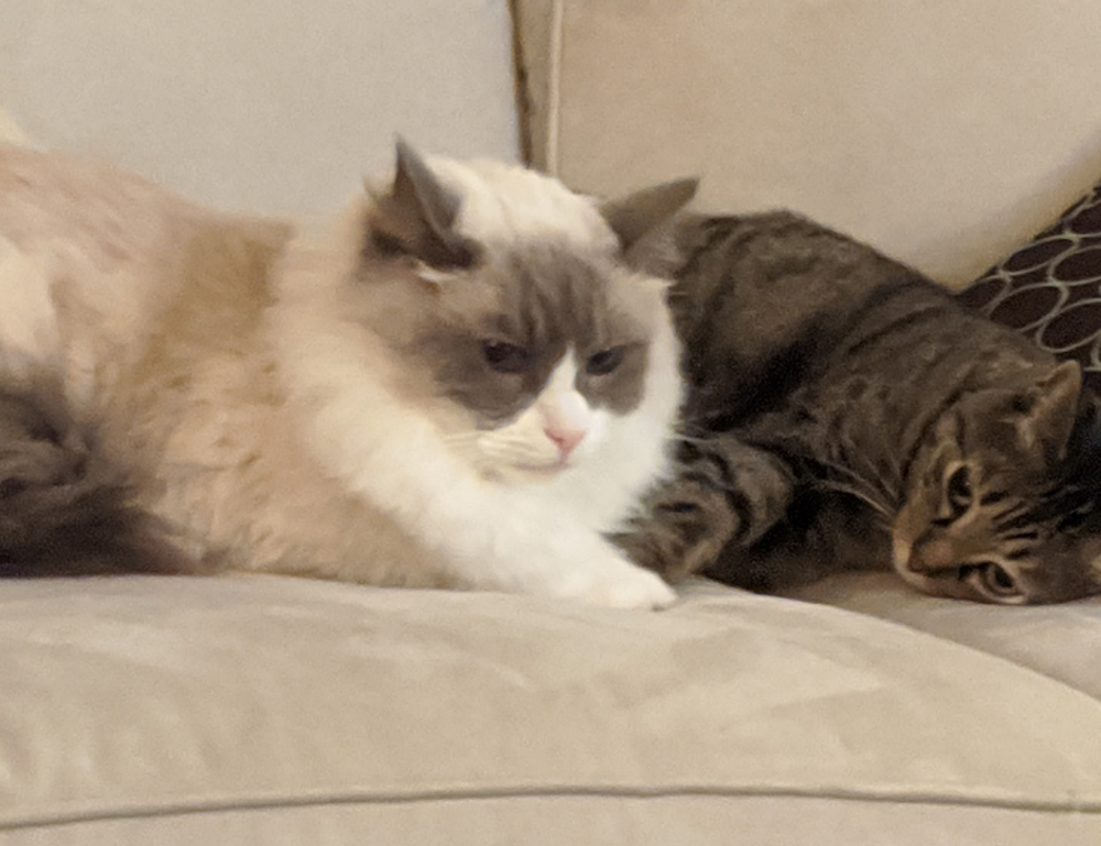 sffareboxing fixtures today