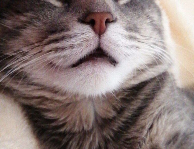 sffareboxing schedules 2023