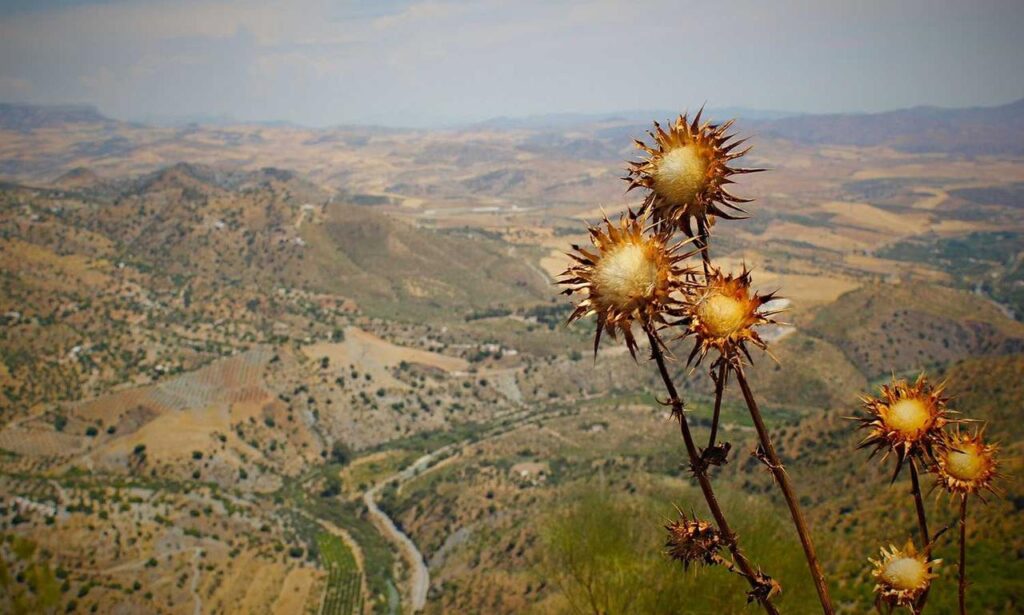 sffareboxing schedules by sportsfanfare