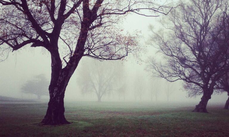 sffaresports game results yesterday