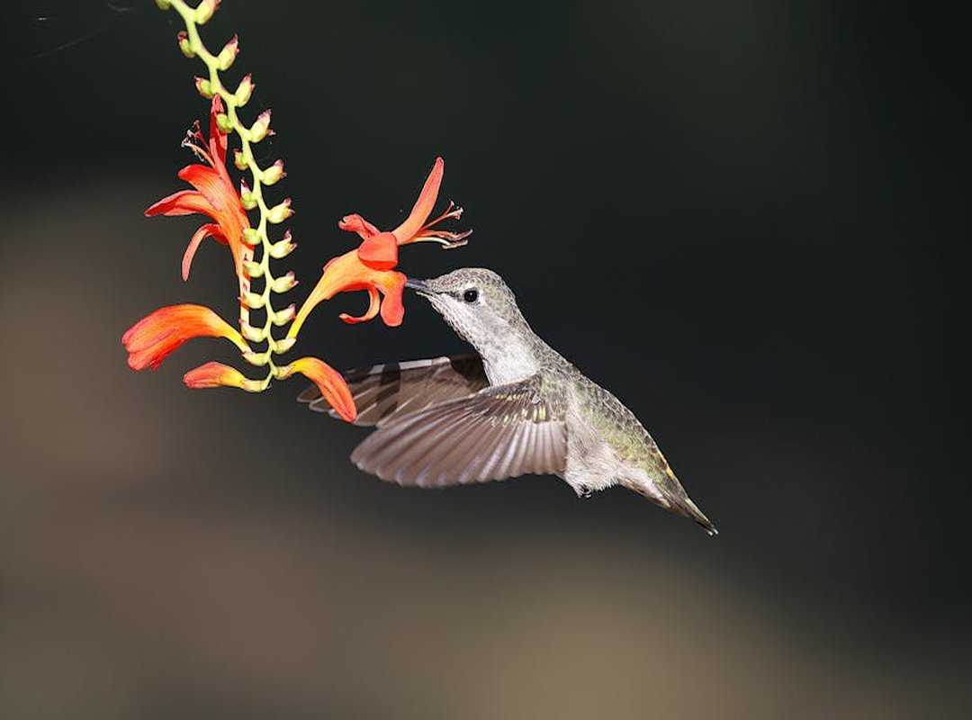 boleyn anna star trek