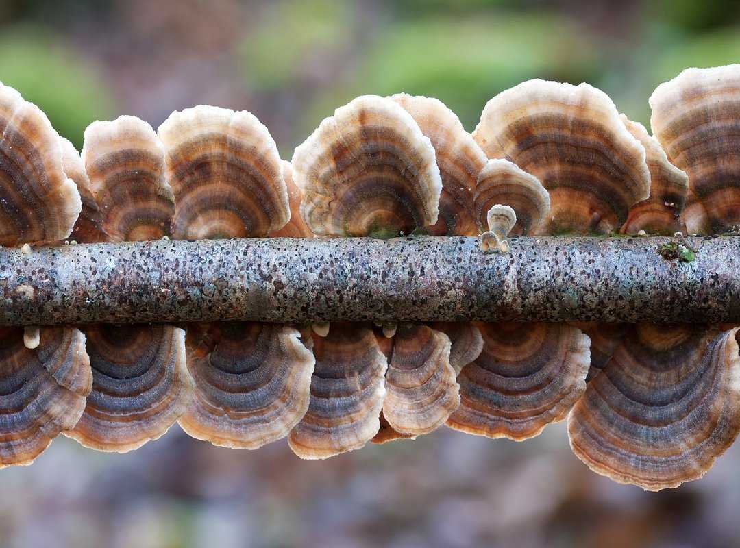 Sffareboxing Schedules by Sportsfanfare